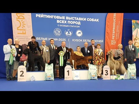 Видео: 23.08.2025, СПб. Клуб "Кеннел-Клуб СПб". Рейтинговая выставка собак "БЕЛЫЕ НОЧИ-2025" (САС, ЧРКФ)