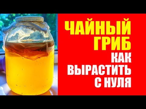 Видео: Как вырастить чайный гриб дома: простой гид для начинающих