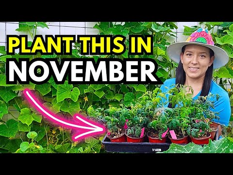 Видео: 🍂 Что посадить в ноябре | Руководство по осеннему садоводству для любого климата!