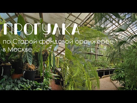 Видео: Видеопрогулка по Старой Фондовой оранжерее в Москве.