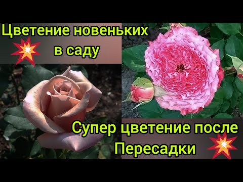 Видео: Новые розы зацветают😍😃🙏!!! Чудо  случилось у меня после пересадки 🤷‍♀️😃😃😃🙏