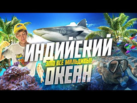 Видео: Подводный мир МАЛЬДИВ! Снорклинг и рыбалка в ИНДИЙСКОМ ОКЕАНЕ