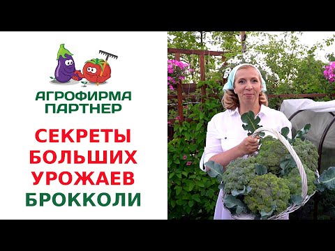 Видео: СЕКРЕТЫ БОЛЬШИХ УРОЖАЕВ БРОККОЛИ