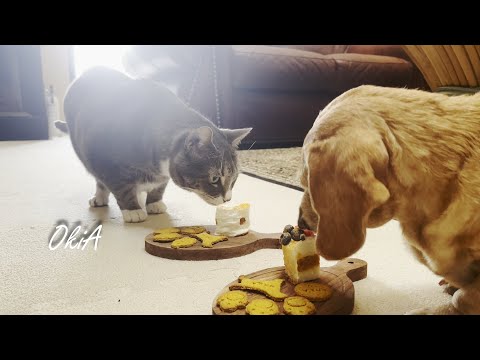 Видео: #31 День рождения Брии и Шарк на два месяца позже | Домашний праздничный торт для домашних животных