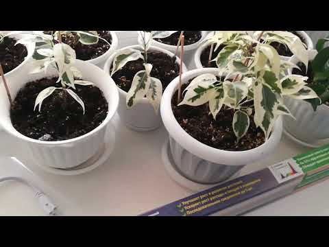 Видео: ОНЛАЙН ТРЕЙД.РУ Светильник для растений светодиодный UNIEL ULI-P11-35W/SPFR IP40 WHITE 1150мм