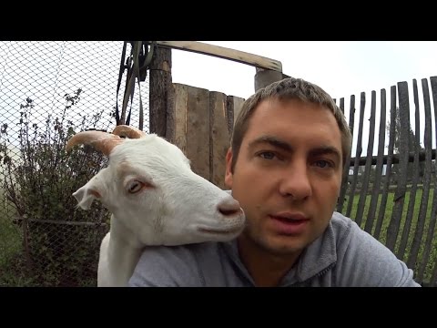 Видео: Ждем первое молоко от коз