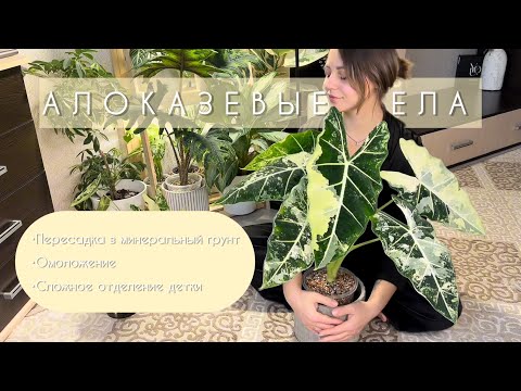 Видео: АЛОКАЗЕВЫЕ ДЕЛА/Пересадка в МИНЕРАЛЬНЫЙ ГРУНТ,омоложение,отделяем детку от ВАРИЕГАТНОЙ Фрайдек.