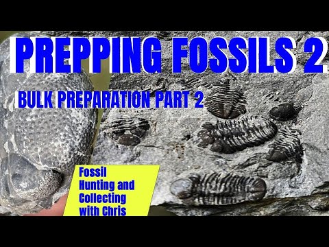 Видео: Подготовка окаменелостей. Подготовка большого количества окаменелостей. Часть 2. Поиск и сбор ока...