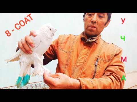 Видео: КБУТАРЛАРНИ зурлари АНДИЖАНИСКИЙ ва бошк,а учма зотлар Kabutarlar uchmalari SOTILADI  93 244 76 22