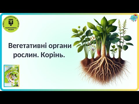 Видео: Вегетативні органи рослин.  Корінь.