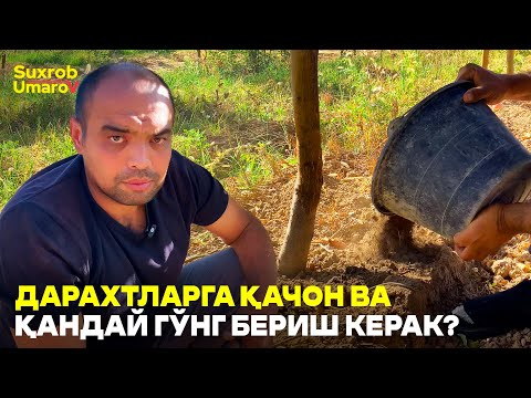 Видео: Оддий Гўнгдан Чириган гўнгнинг фарқи! #suxrobumarov #gong