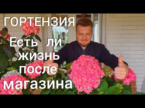 Видео: Гортензия. Есть ли жизнь после магазина ? Лечим. Спасаем .Реанимируем.