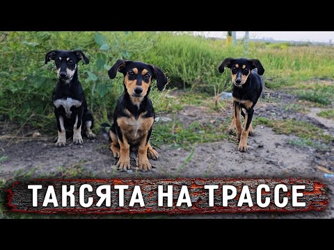 Видео: Обнаружила истощенного щенка на обочине, оказалось их там трое. Поймать оказалось не так просто.