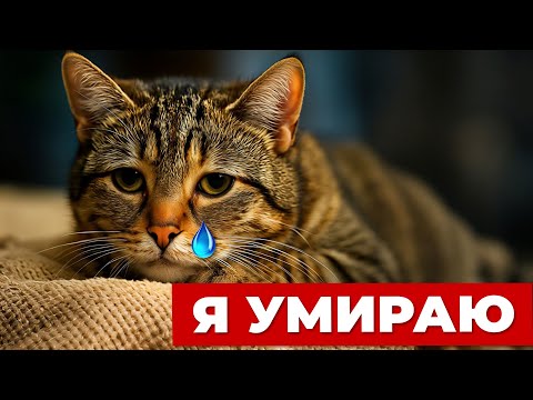 Видео: 5 ТИХИХ СИГНАЛОВ, ЧТО КОШКА ПРОЩАЕТСЯ С ВАМИ НАВСЕГДА