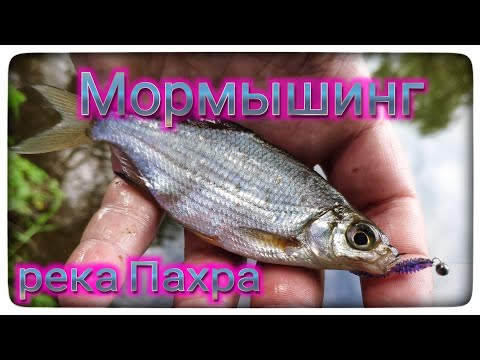 Видео: Мормышинг ! Река Пахра в черте Подольска !