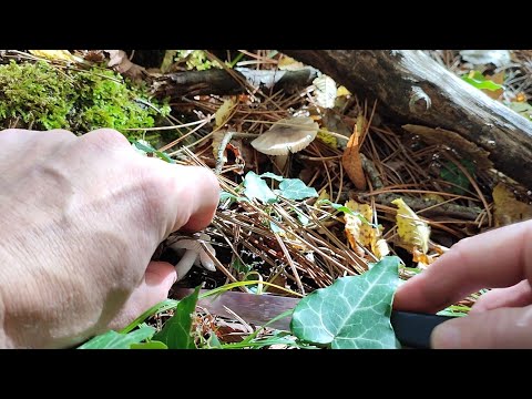 Видео: Крым,сезон грибов мышат.Пошел на тихую охоту#Гурзуф.Краснокаменка#travel 