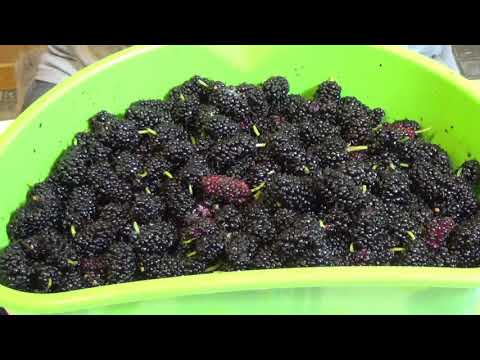 Видео: Как сделать вино из шелковицы вкусно и просто