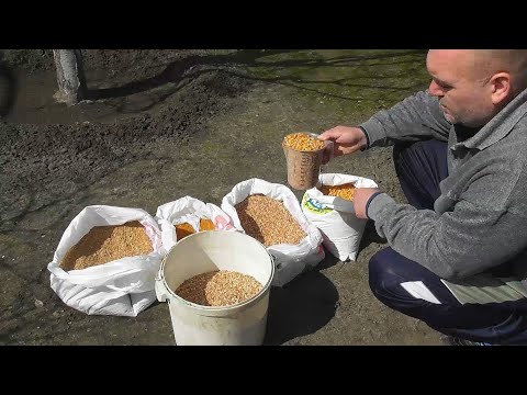 Видео: КАК ГОЛУБЯМ сделать зерно безопасным ✅ Как травят зерно ❗ Состав зерно-смеси кормящим голубям 💯