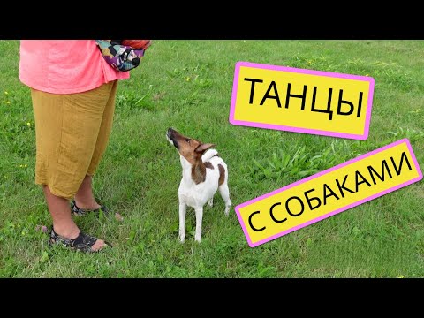 Видео: Как научить собаку командам ❤️ Танцы с собаками ❤️ Фристайл Минск ❤️Vlog RusLanaSolo