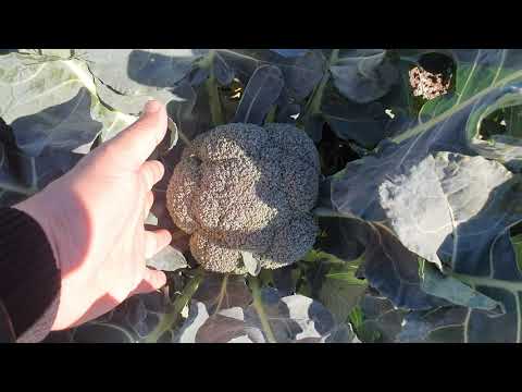 Видео: Овощи Растут. Капуста брокколи Титаниум F1 и Тин Мен F1.