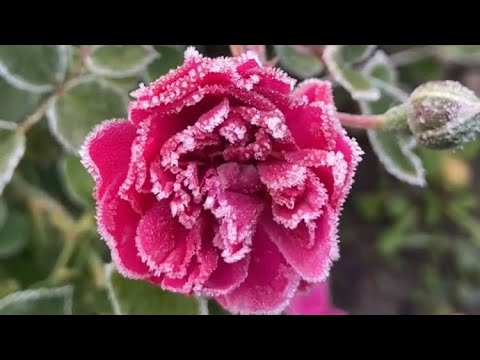 Видео: Первые заморозки. Иней. Солирует Роза « Афродита»