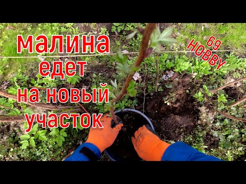 Видео: Тонкости весенней посадки (пересадки)  МАЛИНЫ!