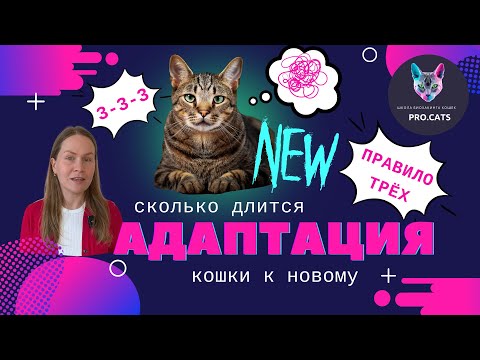 Видео: АДАПТАЦИЯ КОШКИ к новым условиям | В новой семье, доме, к другим животным | Как помочь коту