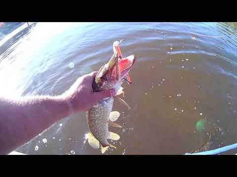 Видео: Как поймать щуку в траве на воблер? Kosadaka Intra XS 125F идеален для окон с кувшинками!