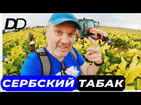 Видео: ПОЧЕМУ СЕРБЫ НЕ КРУТЯТ СИГАРЫ? РУЧНАЯ РАБОТА СБОРЩИКОВ ТАБАКА! КАК УСТРОЕН ТАБАЧНЫЙ БИЗНЕС В СЕРБИИ!