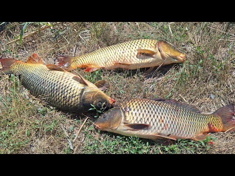 Видео: Дністровський САЗАН. Ловля коропа на горох. Рибачим і ночуєм на березі річки