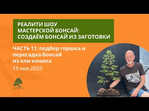 Видео: Пересадка бонсай из ели коника