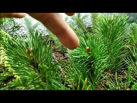 Видео: Как укоренить любое РАСТЕНИЕ НА 100%? ЗОЛОТЫЕ ПРАВИЛА УКОРЕНЕНИЯ!