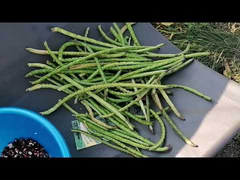 Видео: Фасоль и подведение итогов за 2024 год.