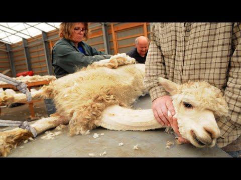 Видео: Удивительная техника стрижки альпак 🦙 - Обработка шерсти альпаки на фабрике - Сбор волокна альпаки