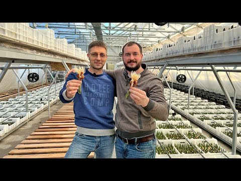 Видео: Выгонка тюльпанов в теплице 2022г. | Какие нововведения в теплице и холодильнике у Ивана?