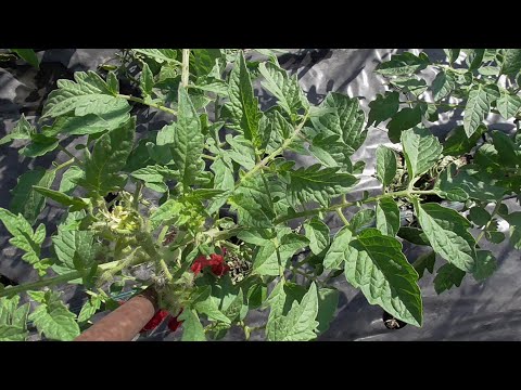 Видео: Даже МЕРТВЫЕ томаты ожили после ЗАМОРОЗКИ! Я не стала их выдергивать и не пожалела об этом.