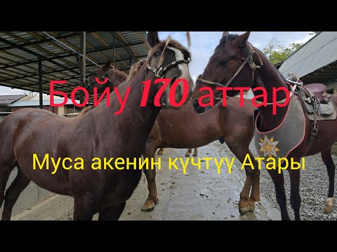 Видео: 16 октября Муса акенин Аттары