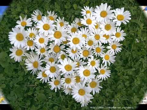Видео: РОМАШКИ ДЛЯ НАТАШКИ