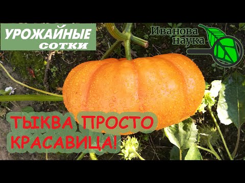 Видео: ТЫКВА ПРОСТО КРАСАВИЦА! СДЕЛАЙТЕ ТАК, ЕСЛИ ХОТИТЕ ТАКИЕ ЖЕ! Будет очень хороший урожай!