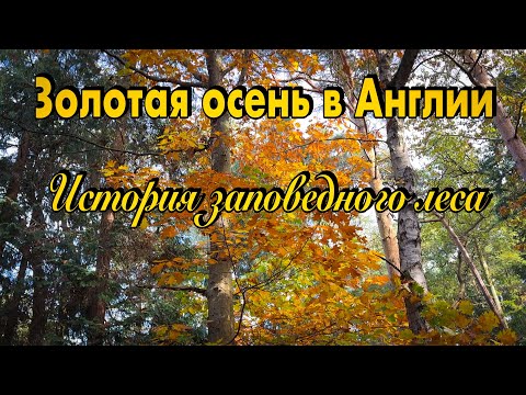 Видео: Vlog 515 - Золотая осень, прогулка по лесу, зимние посадки в саду возле замка