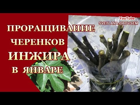 Видео: ПРОРАЩИВАЕМ ЧЕРЕНКИ ИНЖИРА В ЯНВАРЕ  -САМЫЙ ПРОСТОЙ СПОСОБ В ВОДЕ.ЗАГОТОВКА ЧЕРЕНКОВ..1-часть
