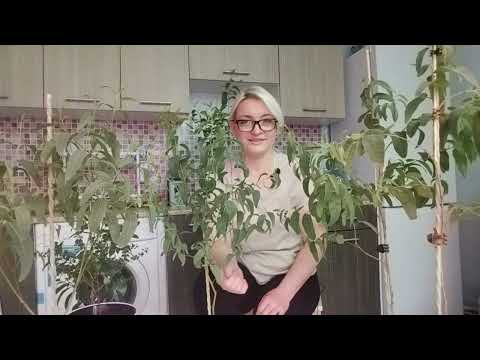 Видео: РАЗНИЦА в сортах эвкалипта Радужного (Eucalyptus deglupta)  и Лимонного ( Corymbia citriodora)