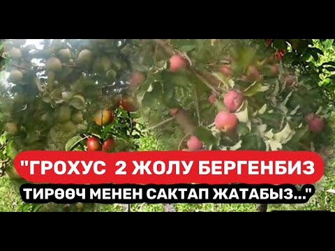 Видео: "ГРОХУС 2 жолу БЕРГЕНБИЗ... тирөөч МЕНЕН сактап ЖАТАБЫЗ..."