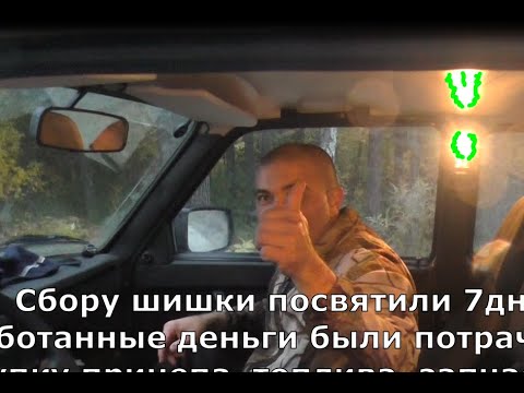 Видео: Сбор шишки и вывоз мешков с болотной кедровой гривы на болотоходе-трицикле Скарабей