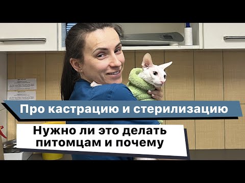 Видео: Нужно ли кастрировать или стерилизовать собак и кошек и почему