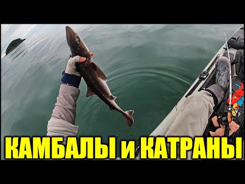 Видео: Рыбалка на Каяке Камбалы Катраны и Другие Рыбы 2020 (Рыболовный Каяк)