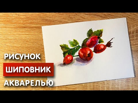Видео: Как нарисовать шиповник карандашом и акварелью начинающим | Рисунок для детей