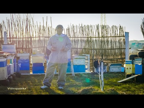 Видео: Рекомендации начинающим пчеловодам (клещеводам :)