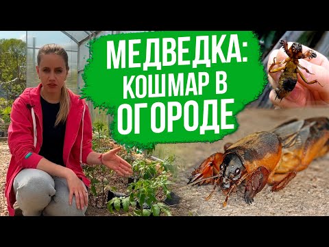Видео: Как избавиться от медведки на участке. Простые способы борьбы с медведкой.