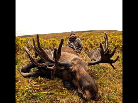 Видео: Охота на лося на Аляске в 2023 году (часть 1)